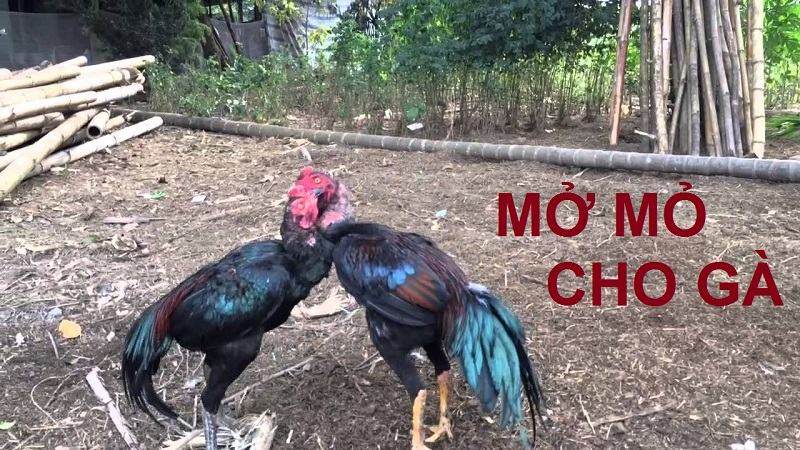 Các sư kê cần nắm được khái niệm mở mỏ gà chọi