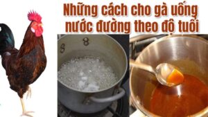Cho gà uống nước đường mang đến một số ưu điểm kể trên