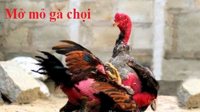Lý do nên thực hiện mở mỏ gà chọi