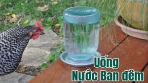 Một vài vấn đề cần thực hiện khi cho gà uống nước đêm