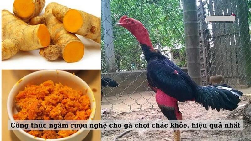 Ngâm nghệ cho gà mang đến nhiều lợi ích