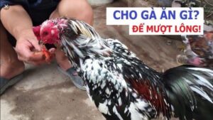 Những loại thức ăn giúp lông gà mượt mà hơn