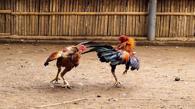 Những lý do khiến đá gà cựa sắt được yêu thích