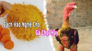 Quy trình vào nghệ cho gà chọi chuẩn