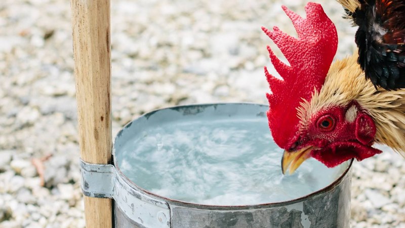 Sư kê cần cân nhắc những điểm trên khi cho gà đá uống nước đường