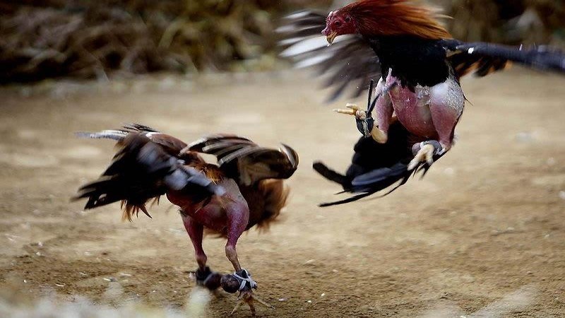 Tìm hiểu đá gà cựa sắt có đặc điểm gì?