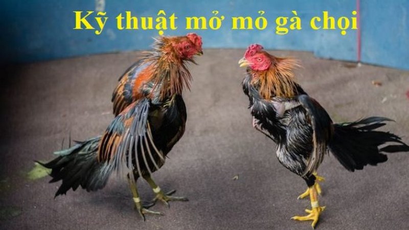 Chuẩn bị cho màn mở mỏ gà chọi