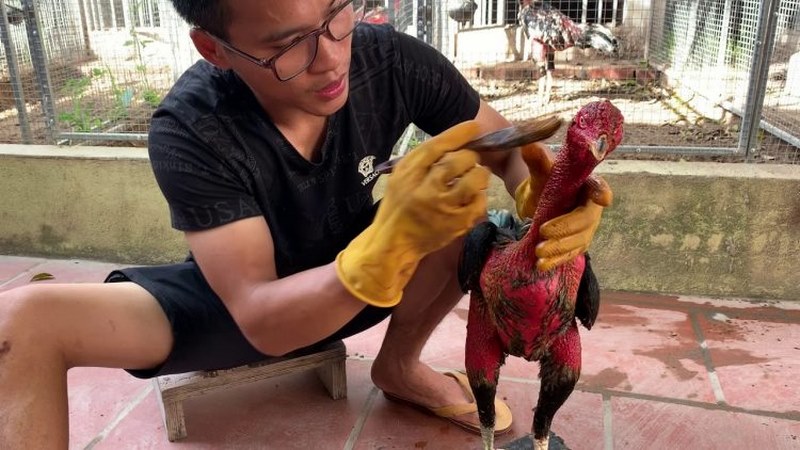 Tìm hiểu về mẹo ngâm nghệ cho gà chọi