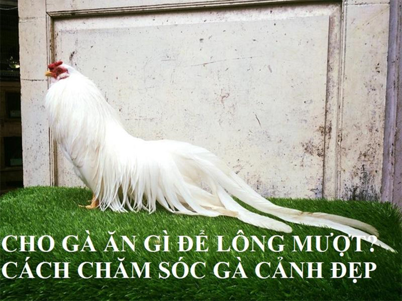 Việc cho gà ăn gì ảnh hưởng rất lớn đến chất lượng lông