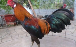 Giới thiệu về gà đá cựa sắt