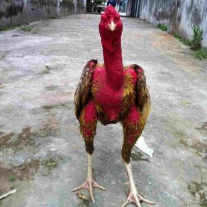 Mục đích của việc ép cân cho gà