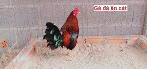 Tìm hiểu lý do gà đá ăn cát
