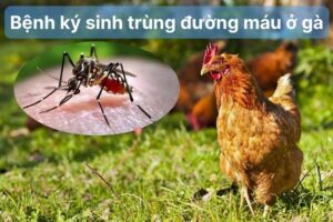 Bệnh ký sinh trùng đường máu ở gà rất nguy hiểm