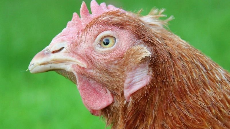 Các biện pháp phòng bệnh ký sinh trùng đường máu ở gà