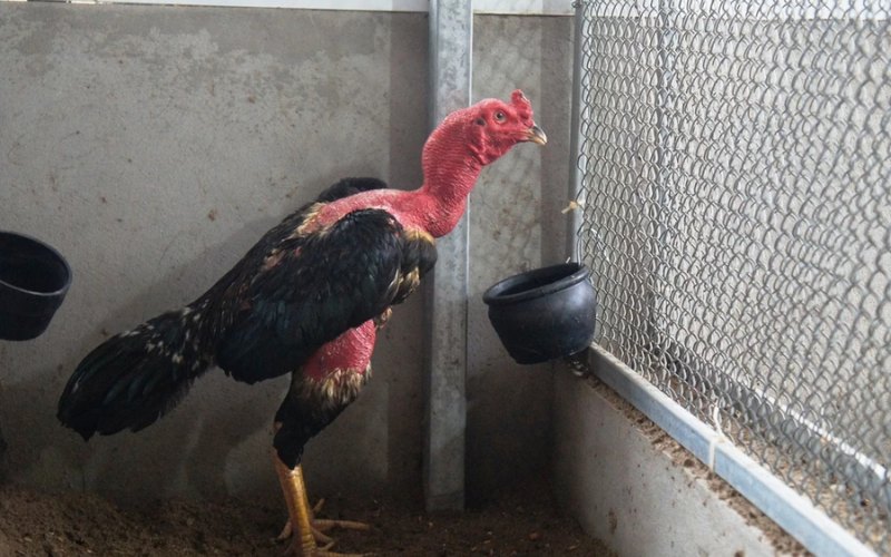 Cách nuôi gà chọi Bà Điểm