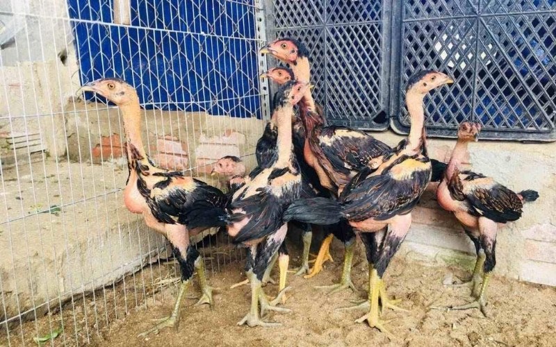 Cách nuôi gà chọi Gò Bồi