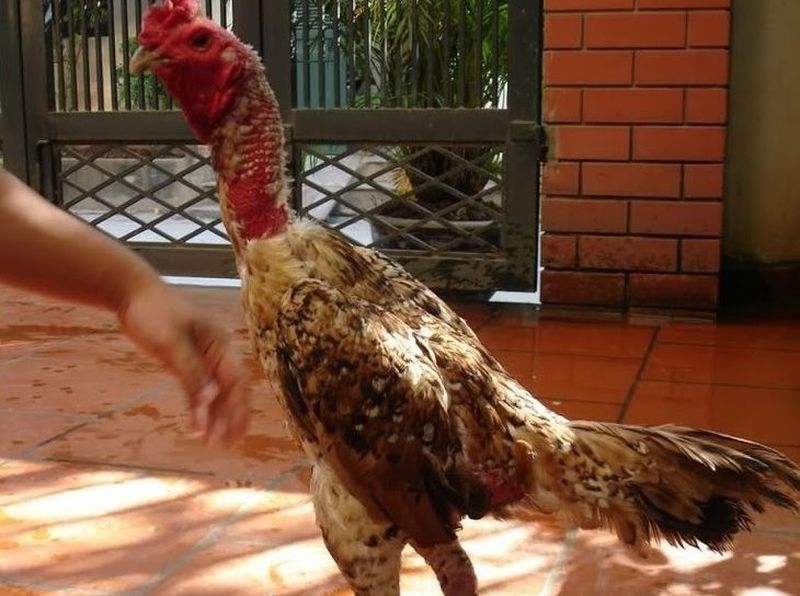 Chăm gà đúng cách sẽ mang lại kết quả theo mong muốn