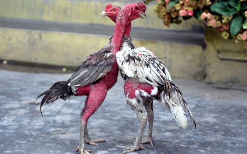 Chiến thuật và kỹ năng đặc trưng của dòng gà chọi này