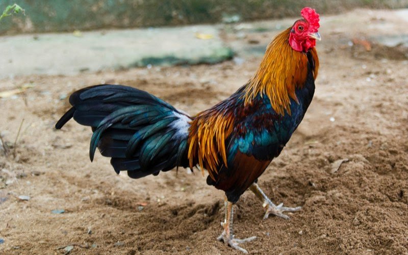 Đặc điểm của gà chợ Lách