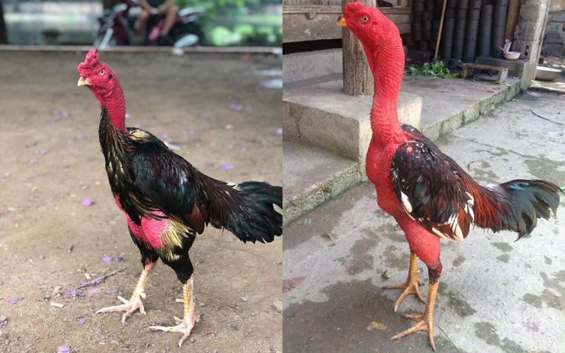 Đặc điểm của gà đá Bà Điểm