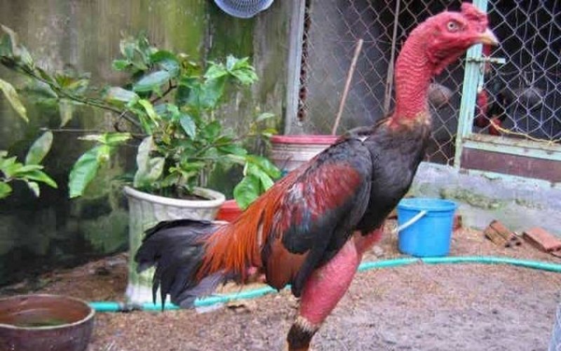 Đặc điểm của giống gà chọi Gò Bồi