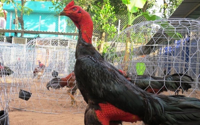 Đặc điểm ngoại hình gà chọi Thái Bình nổi danh Việt Nam