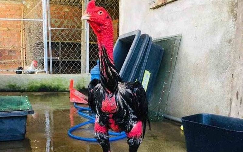 Đặc điểm và hình dáng nhân diện gà chọi Đồ Sơn