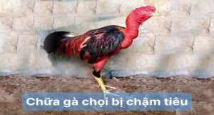Dấu hiệu cần xem xét chữa gà chọi bị chậm tiêu
