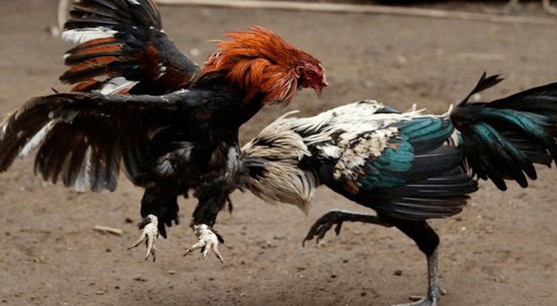 Điều chỉnh chế độ ăn uống dựa trên trạng thái sức khỏe của gà