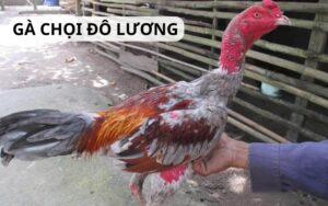 Gà chọi Đô Lương
