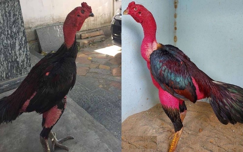 Giá bán của giống gà Gò Bồi