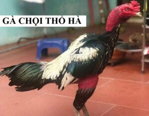 Giới thiệu giống gà chọi dũng mãnh nhất