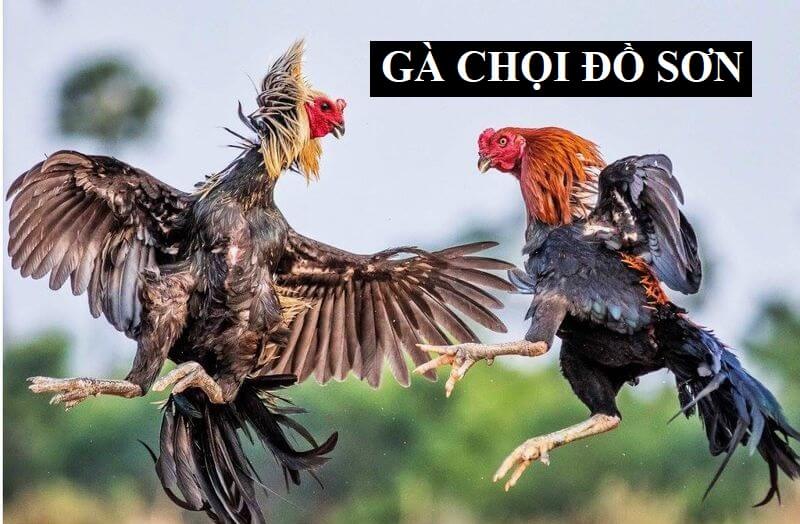 Giới thiệu sơ về giống gà được coi là báu vật