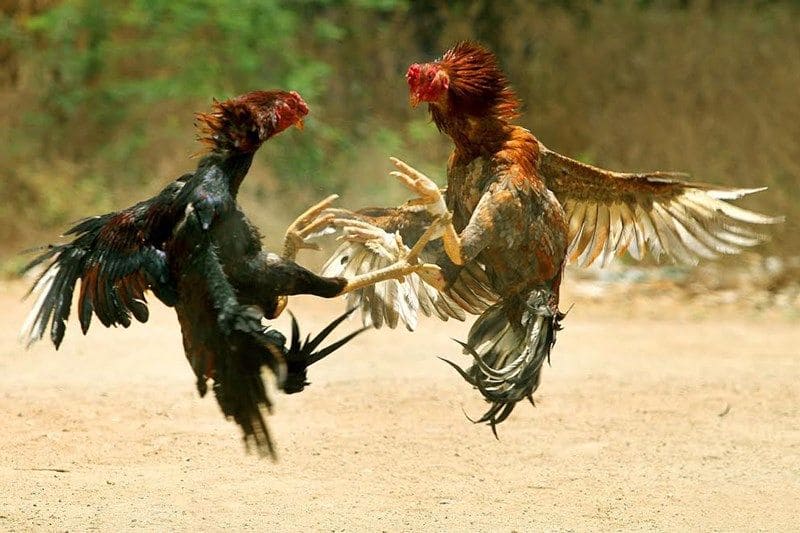 Giới thiệu về chiến kê hùng mạnh vùng đất võ thuật