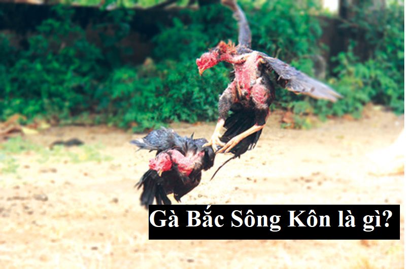 Giới thiệu về giống gà đặc biệt vùng Tây Sơn