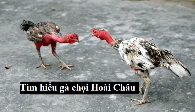 Giới thiệu về giống gà chọi được săn lùng nhiều nhất