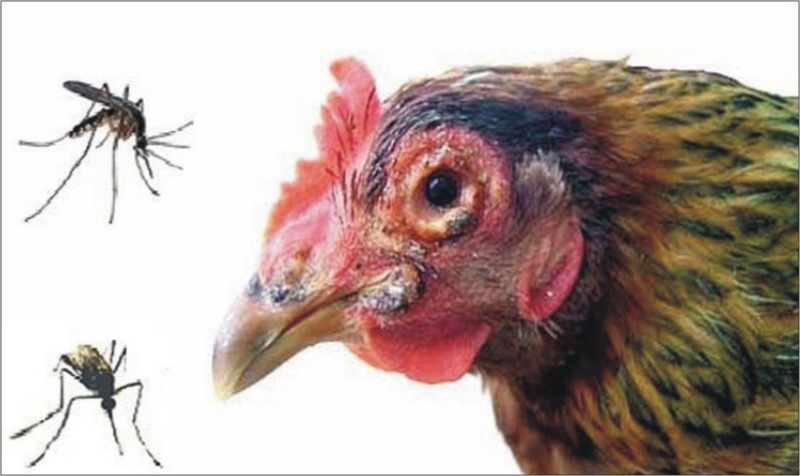 Hãy tham khảo phác đồ điều trị của bác sĩ thú y