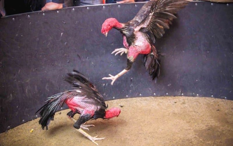 Hướng dẫn chọn gà chọi Thái Bình