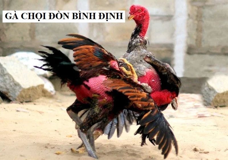 Lối đá mang ý chí kiên cường không chịu thua