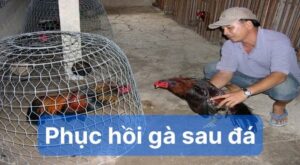 Lý do cần phục hồi gà sau đá