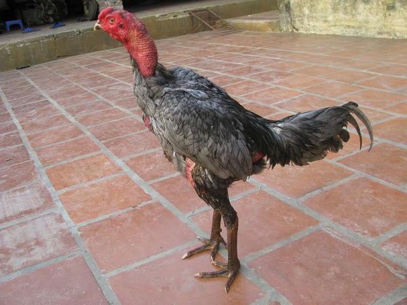 Nghiên cứu hình dáng ngoại hình của gà chọi