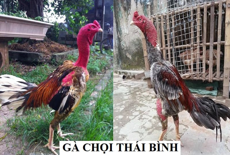 Nguồn gốc và lịch sử phát triển của gà chọi Thái Bình