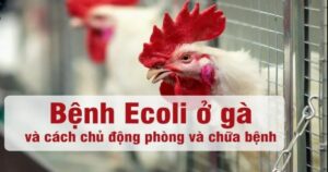 Nguyên nhân dẫn đến bệnh E.coli ở gà