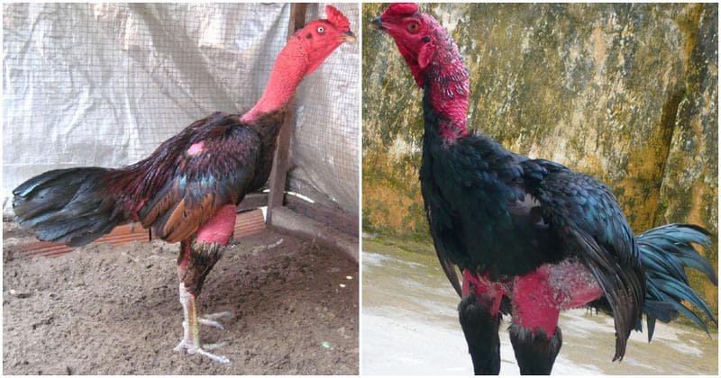 Nhân diện ngoại hình với các đặc điểm của gà