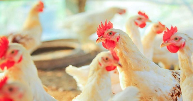 Những con đường lây nhiễm bệnh E.coli ở gà