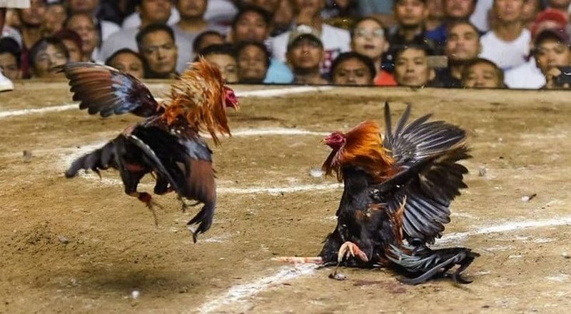 Những điều cần thiết khi phục hồi gà sau đá