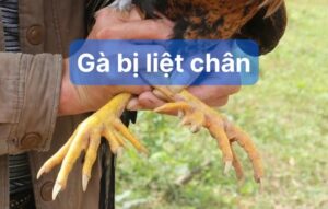 Những nguyên nhân khiến gà bị liệt chân