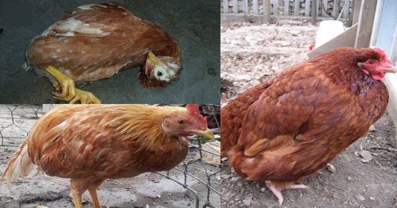 Quan sát các biểu hiện bệnh ở gà