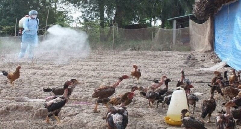 Theo dõi tình trạng sức khỏe gà khi điều trị