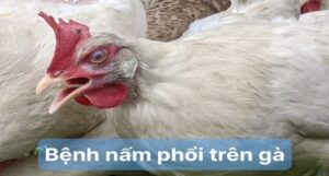 Tìm hiểu về các con đường lây lan bệnh nấm phổi trên gà